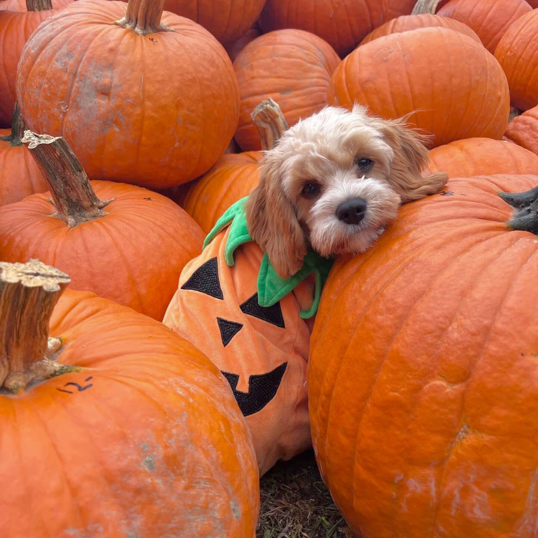 Is pumpkin ok for dogs to eat clearance