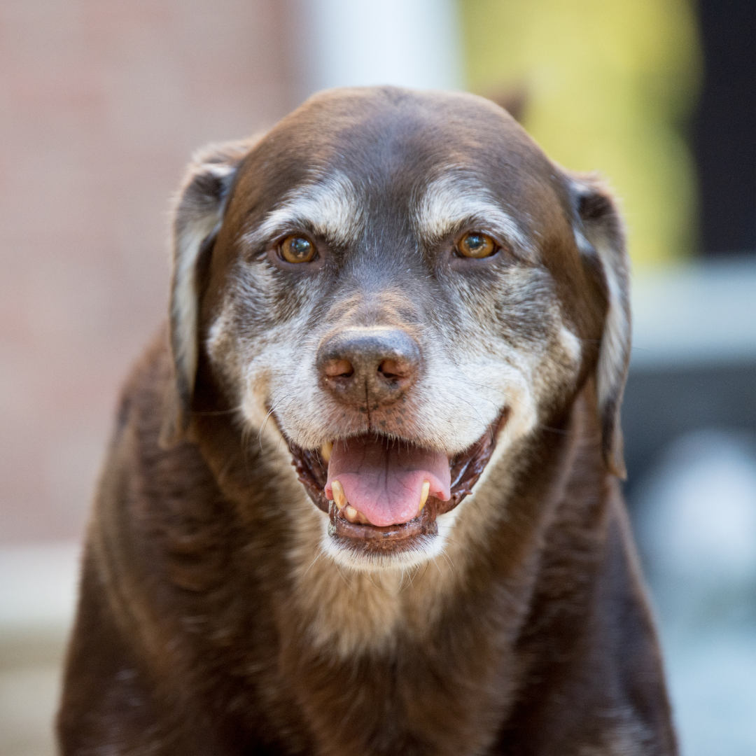 Raw Food for Senior Dogs and Cats