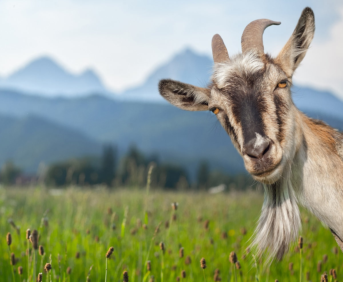 3 Reasons Raw Goats Milk is Good for Dogs