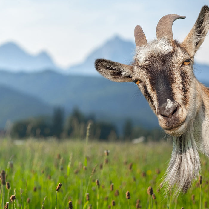 3 Reasons Raw Goats Milk is Good for Dogs