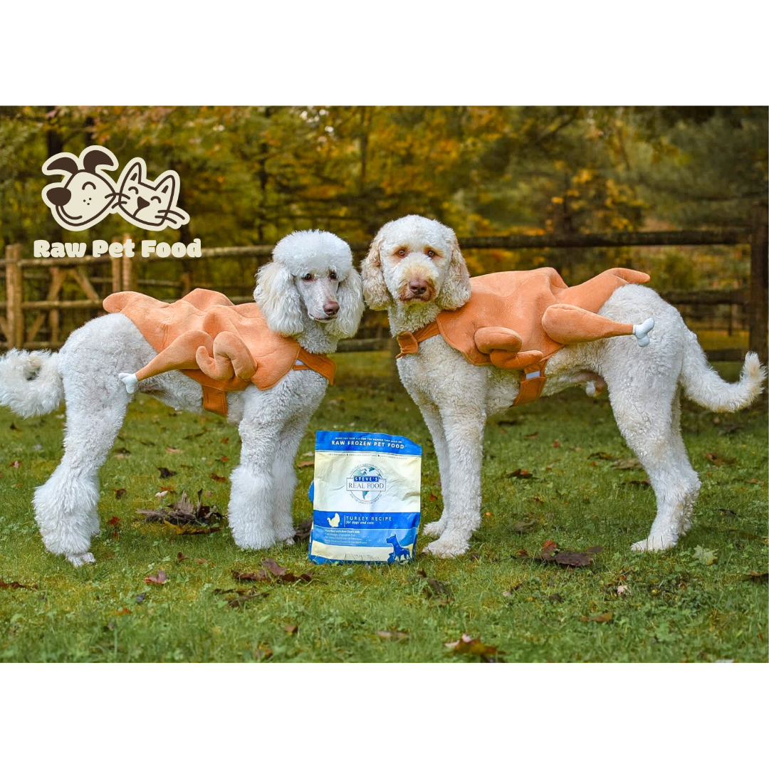 can dogs eat frozen food