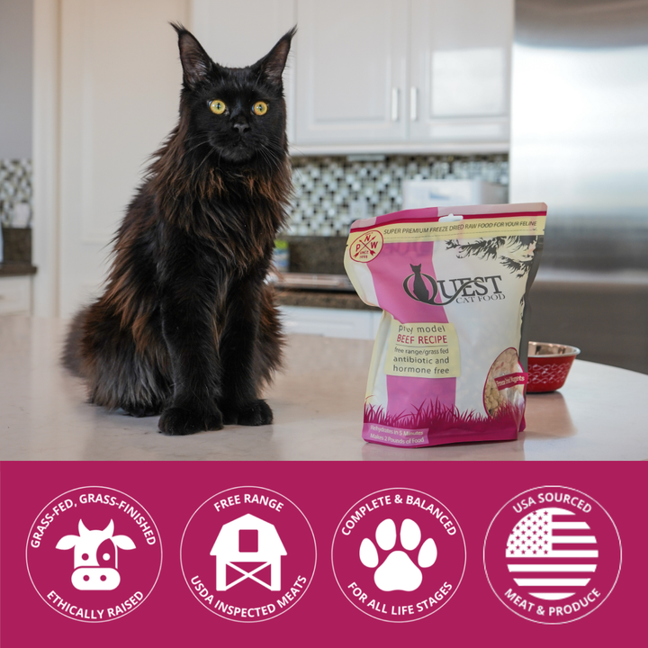 Black cat sitting next to a bag of cat food with brand icons at the bottom