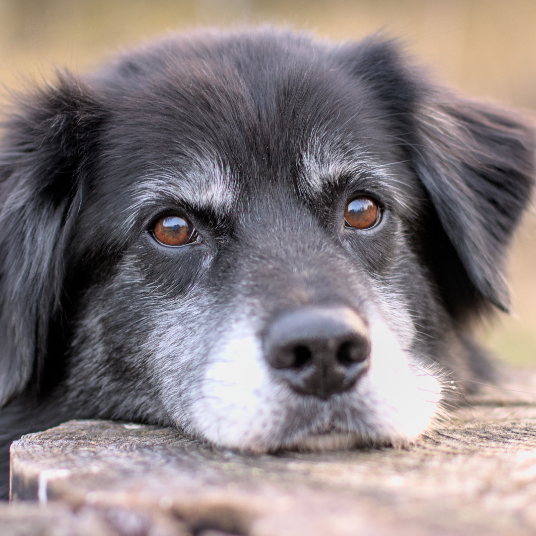 Why Raw Dog Food Is the Best Food for Senior Dogs