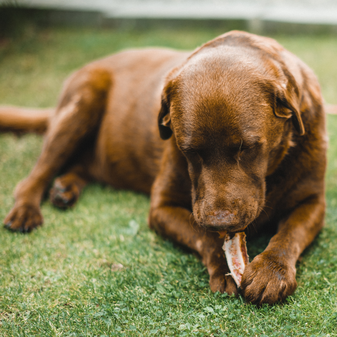 Can Dogs Eat Raw Bone?
