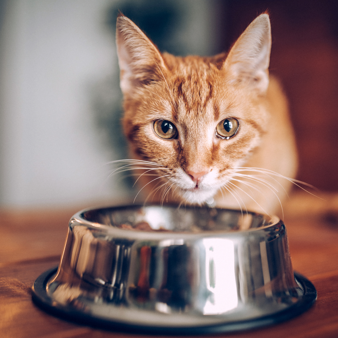 Can Cats Eat Raw Chicken?