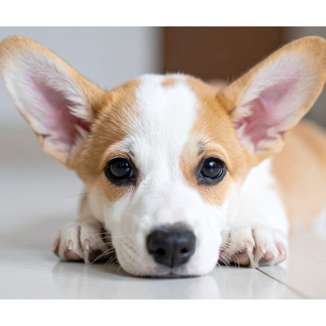 How to Clean Dogs’ Ears and Care for an Ear Infection