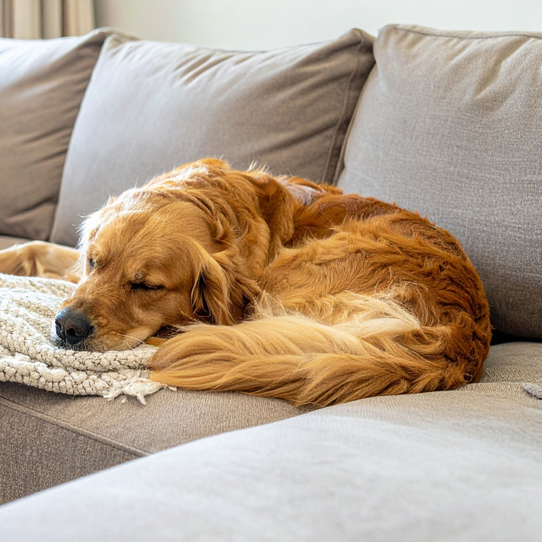 Guide to Natural Probiotics for Dogs