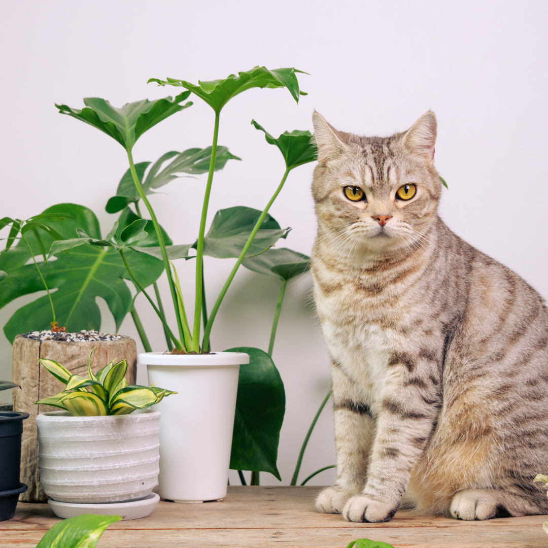 Poisonous Plants for Cats