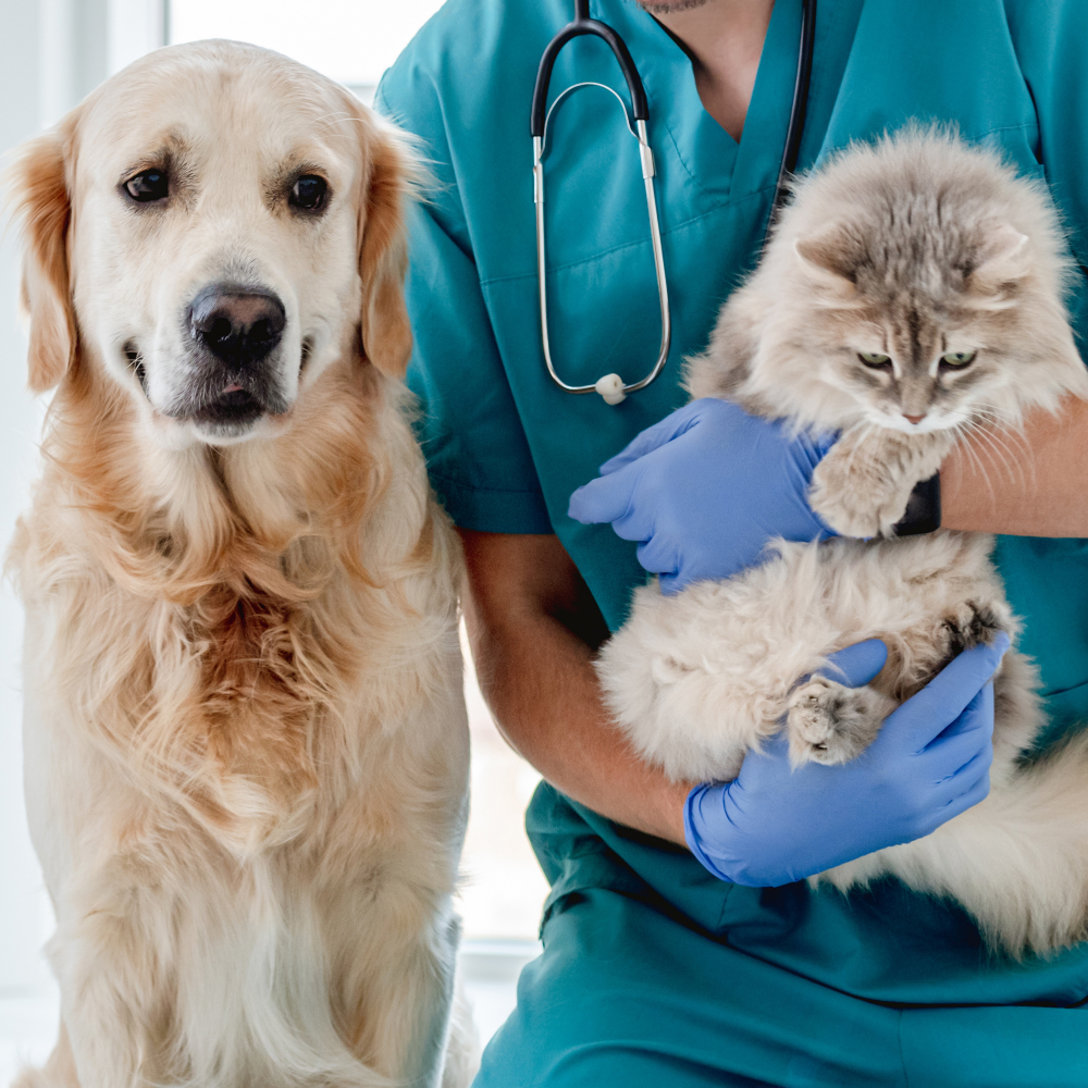 Talking to Your Vet About Raw Pet Food