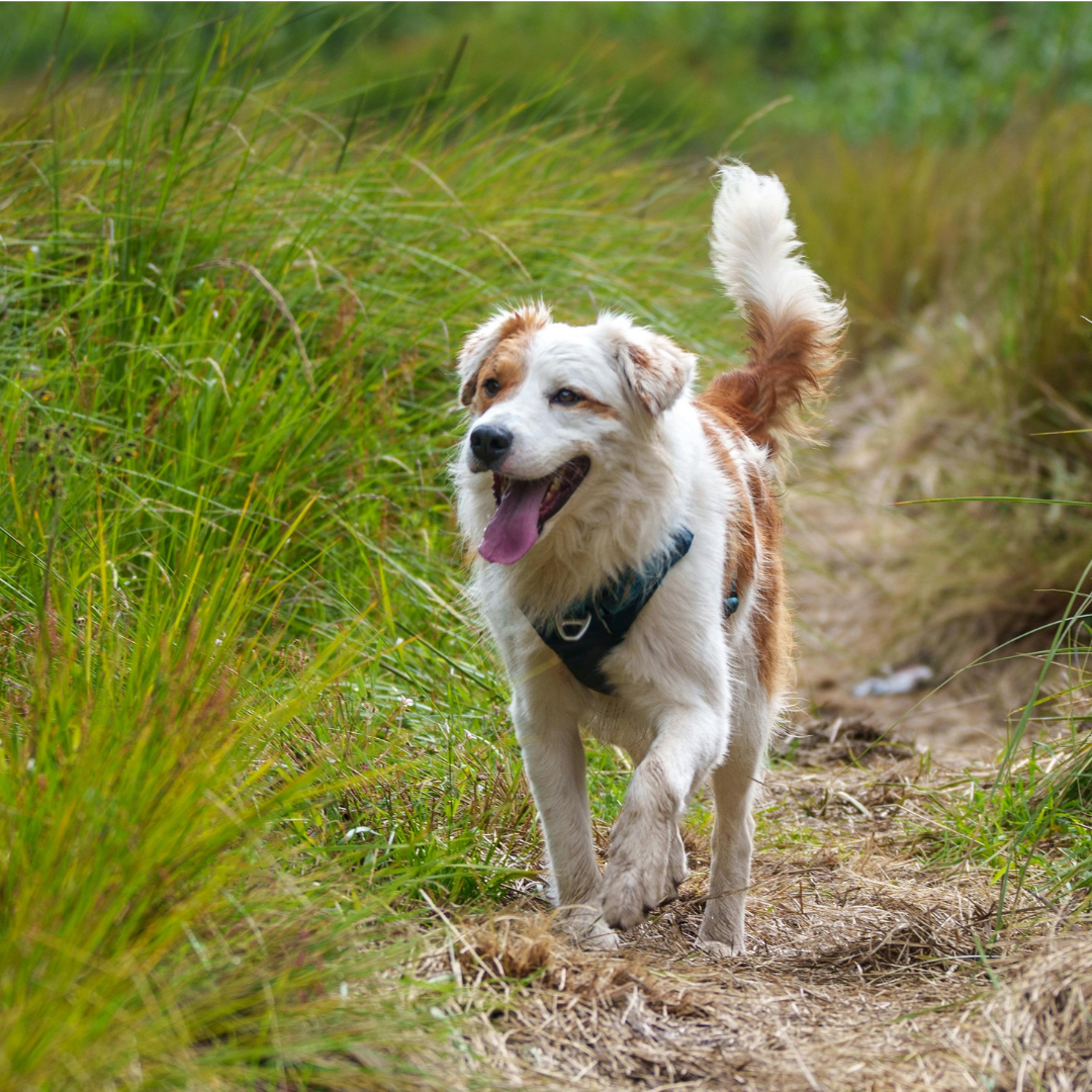 The Best Weight Loss Dog Food