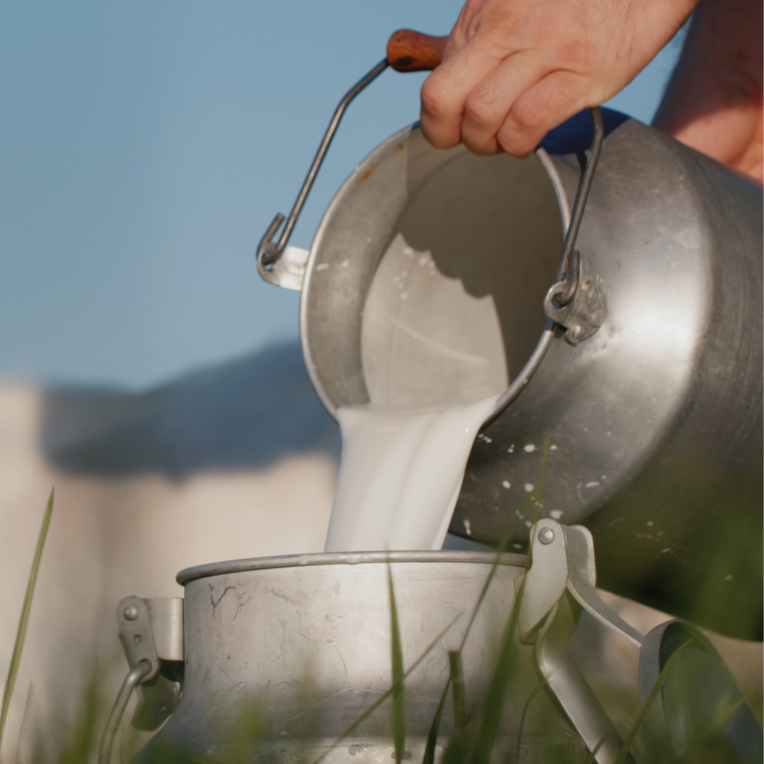 3 Reasons Raw Goat Milk is Good for Dogs