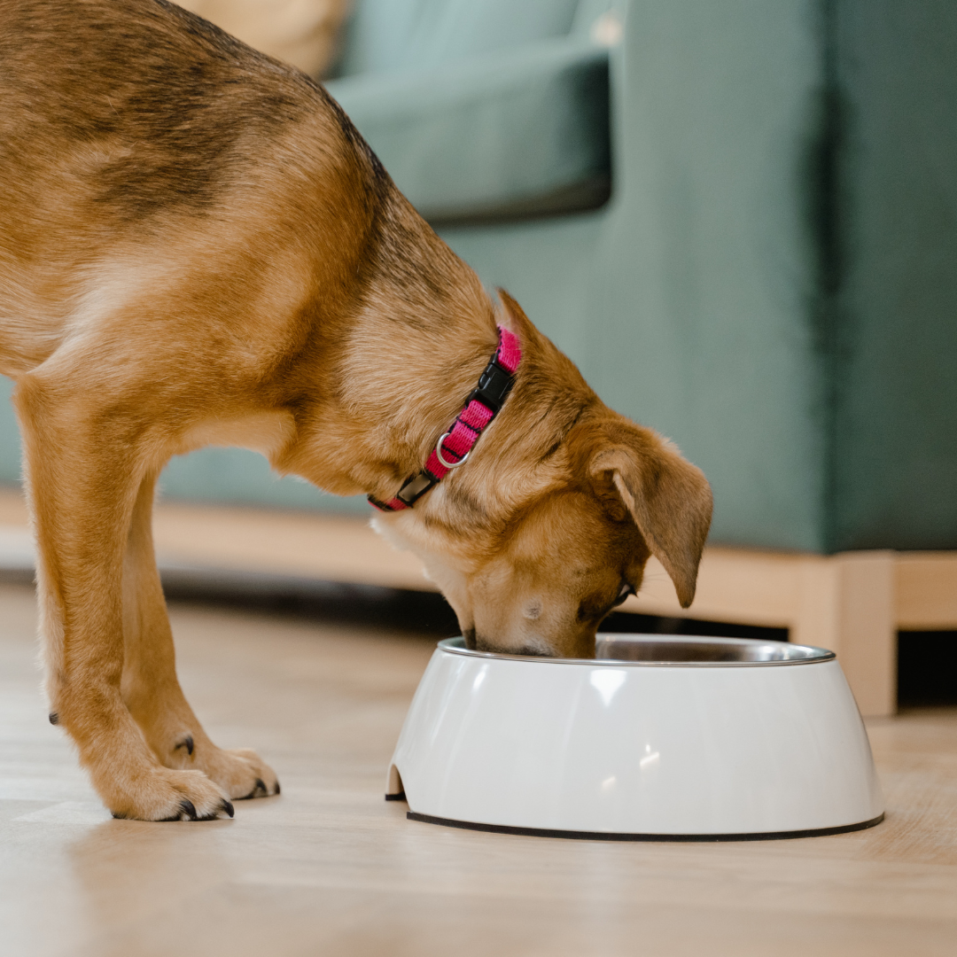 Protein Breakdown: What Meat is Best for Dogs?