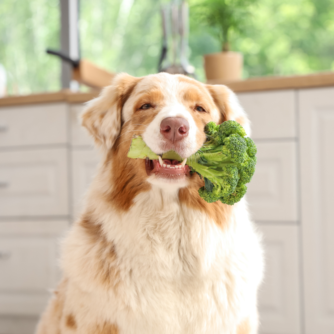 What Vegetables Can Dogs Eat?