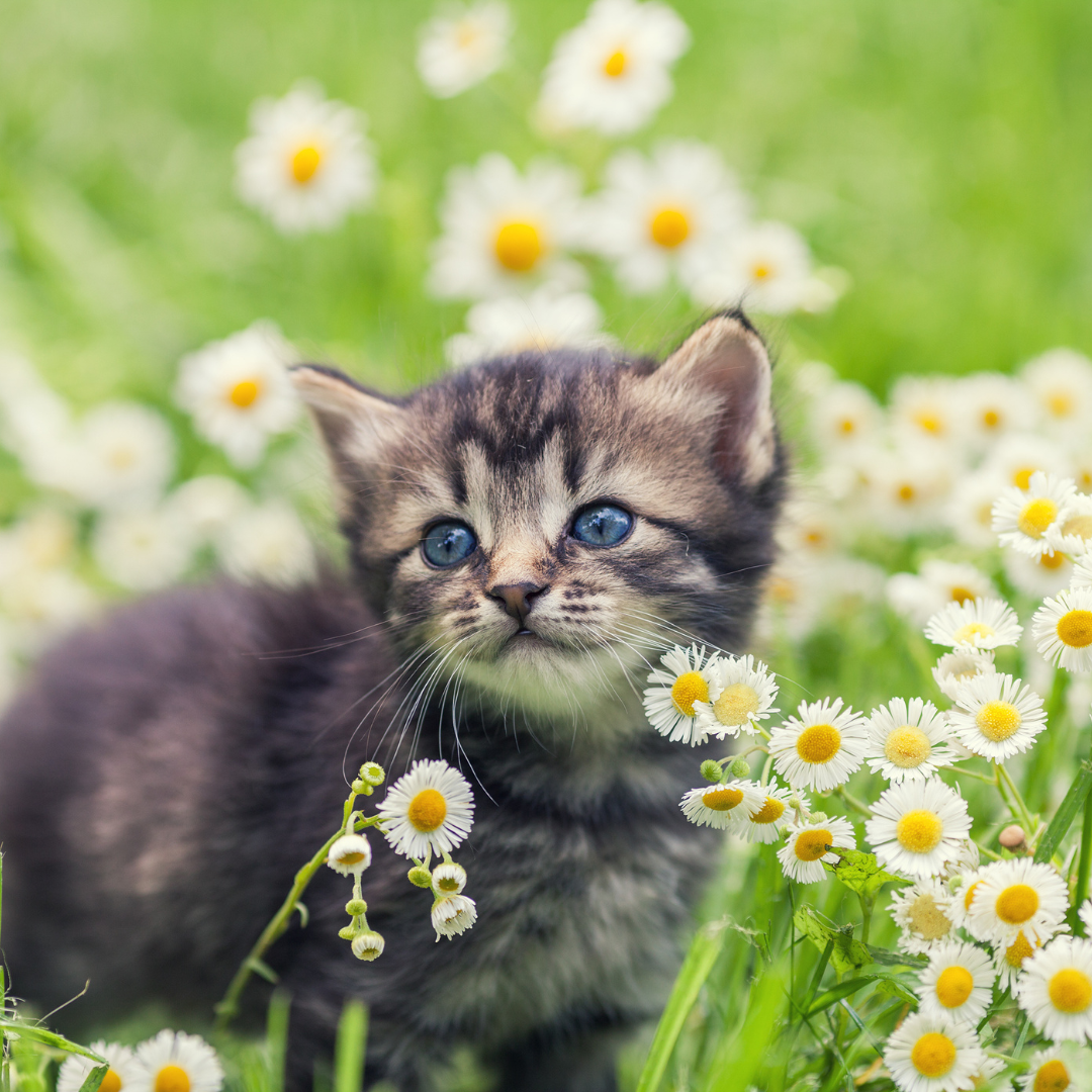 Kitten Feeding Guide: What is the Best Kitten Food?