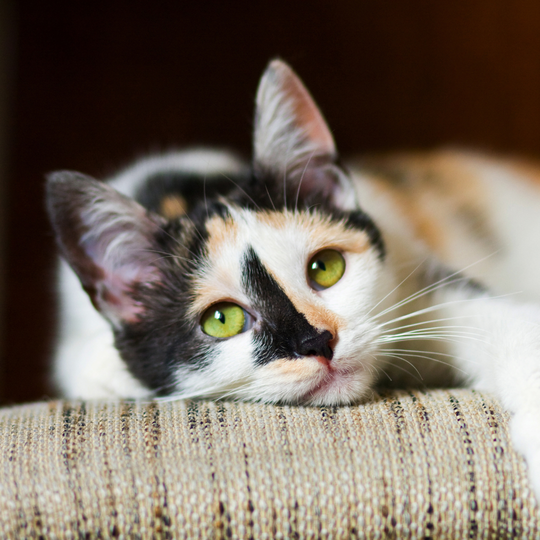 Why Is My Cat Vomiting?
