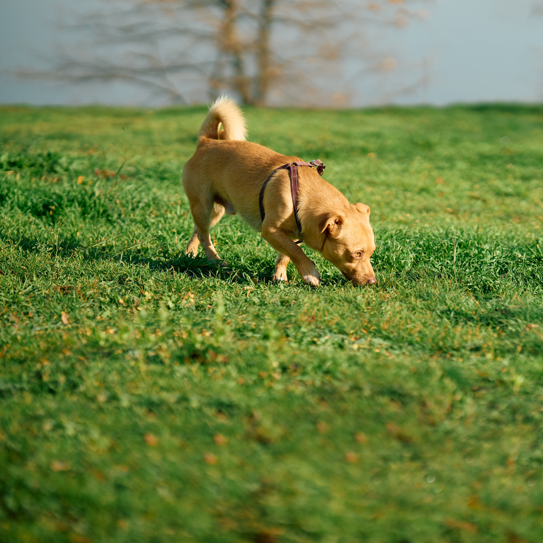 Why Is My Dog Eating Grass?