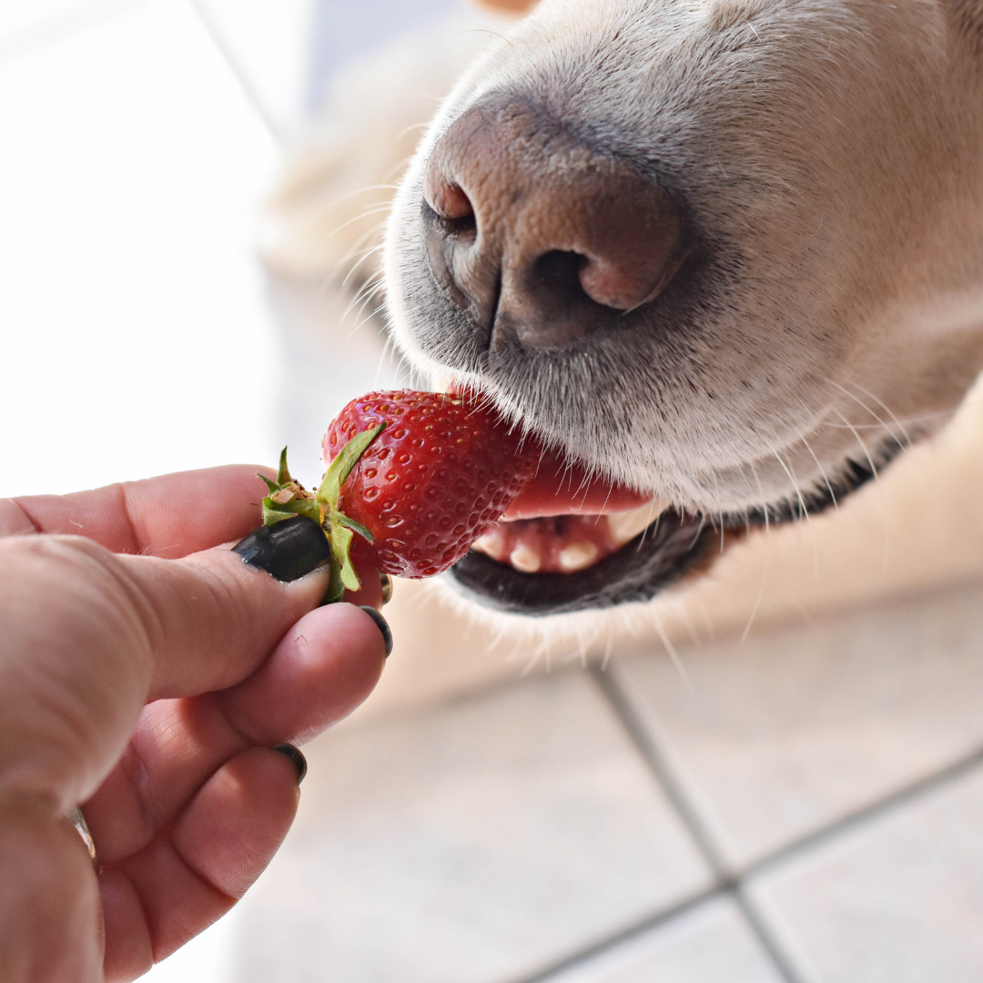 Can Dogs Eat Strawberries?