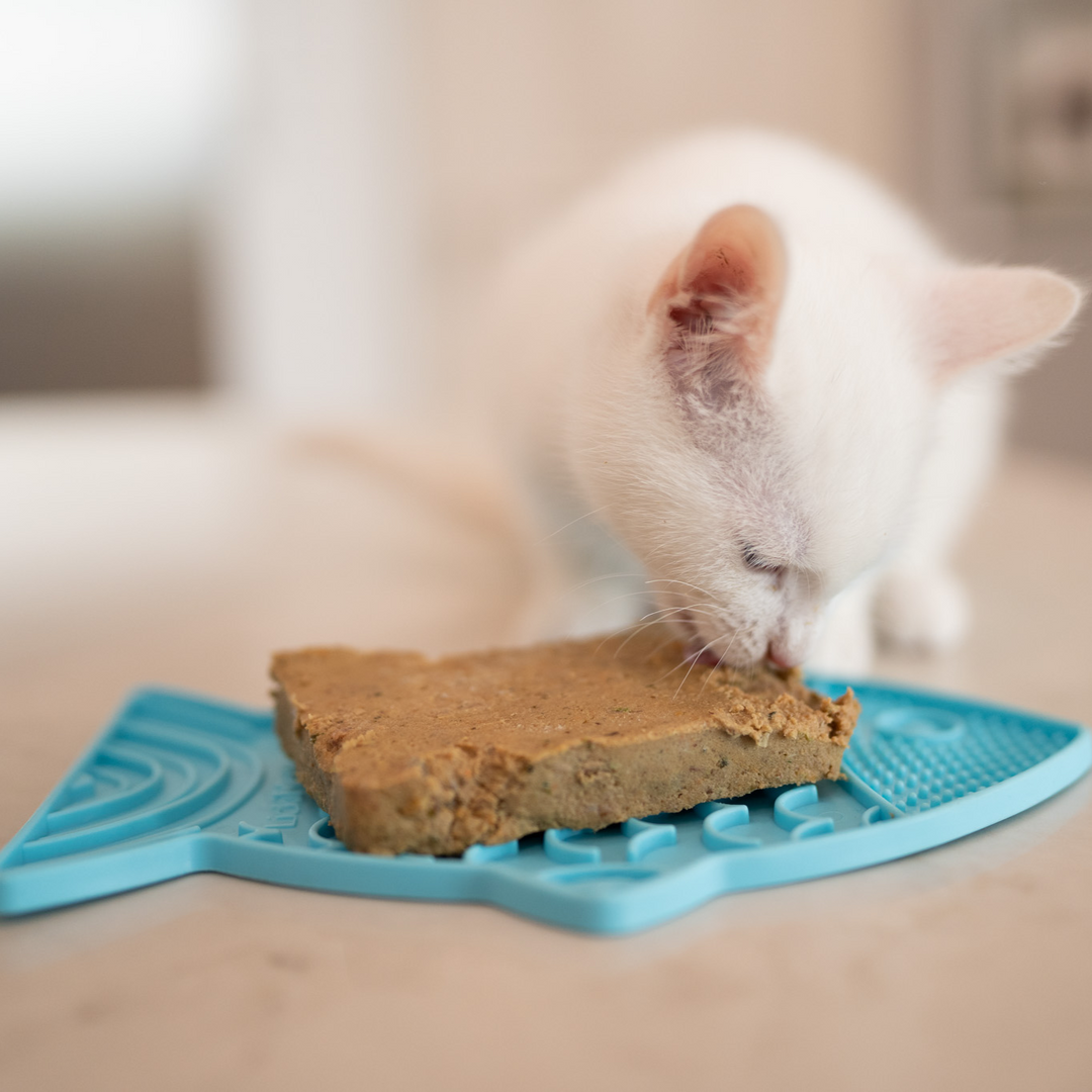 white cat eating frozen raw cat food