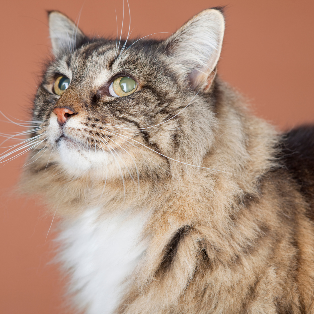 The Truth About Kidney Disease in Cats
