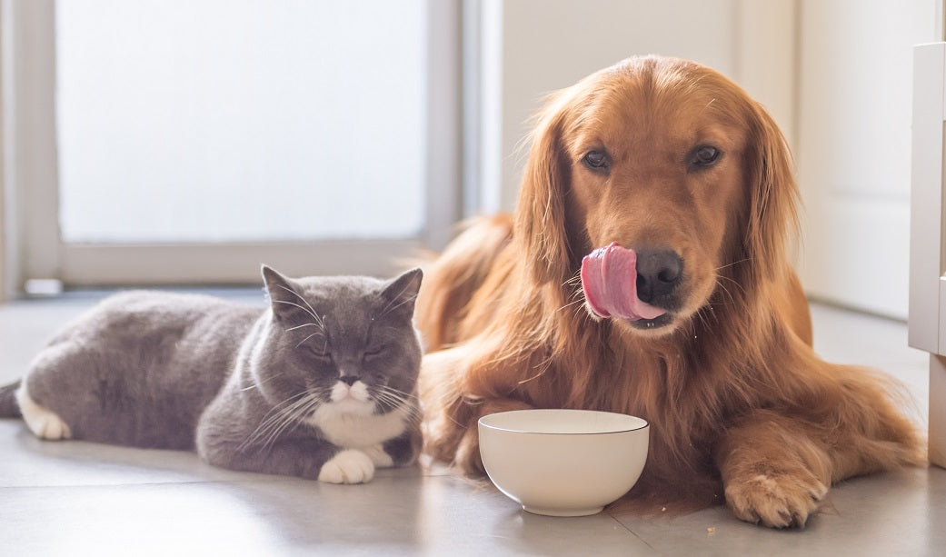 How Can I Determine I Am Buying the Best Food for My Pet?