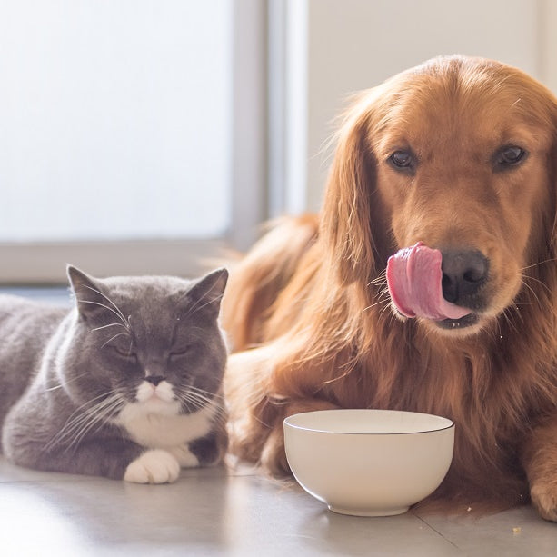 How Can I Determine I Am Buying the Best Food for My Pet?