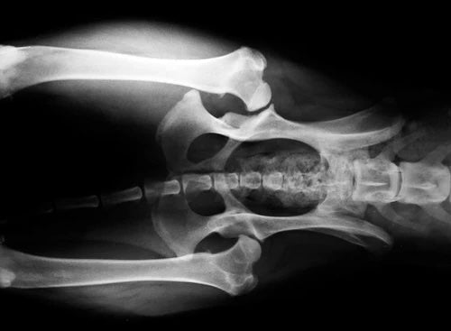 6 Things Every Dog Owner Should Know About Hip Dysplasia