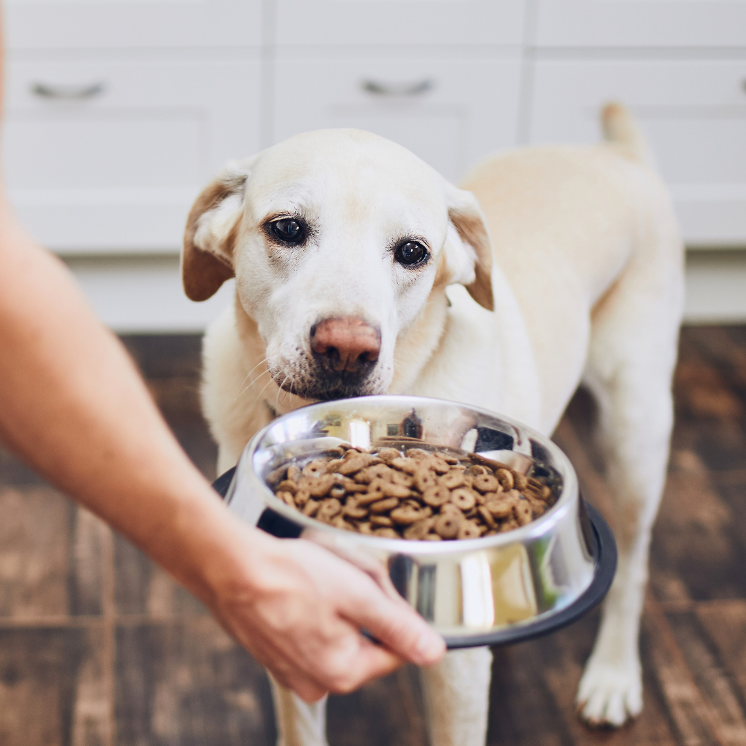 dog looking at bowl of kibble