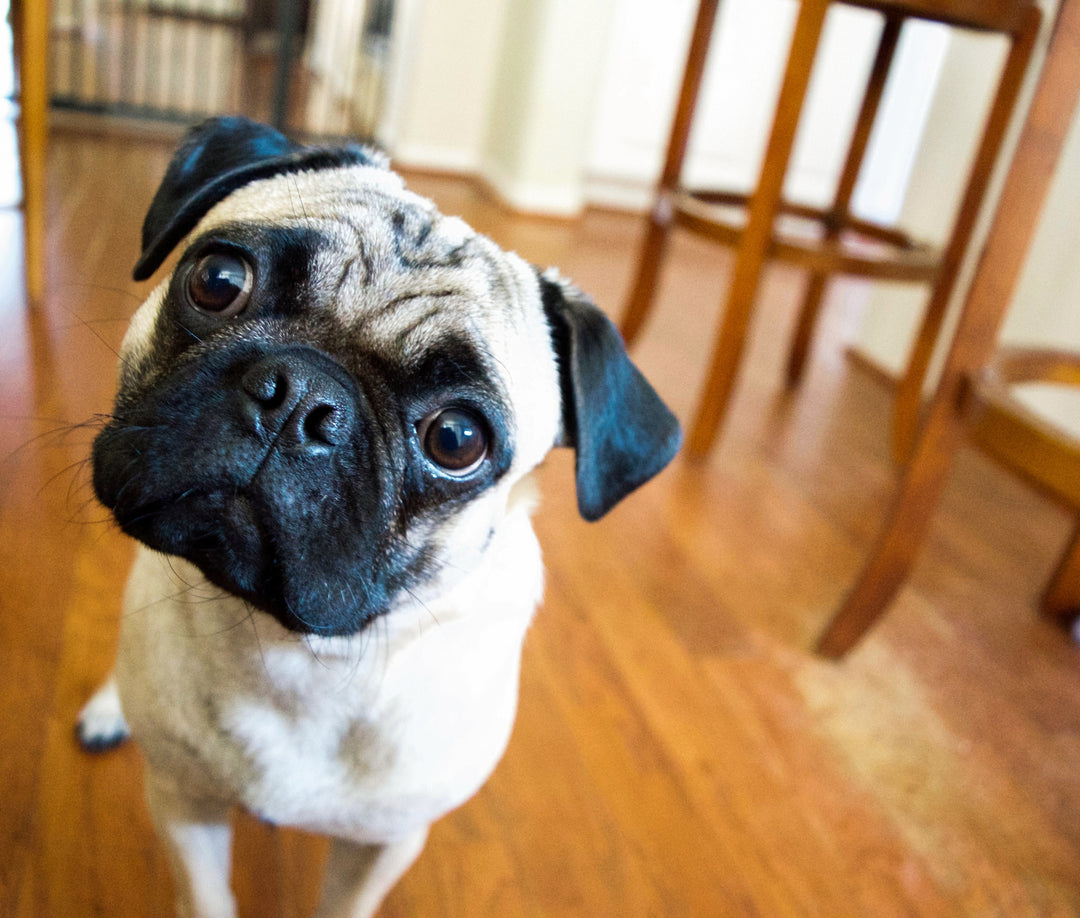 3 Myths About Raw Pet Food (and the Truth)