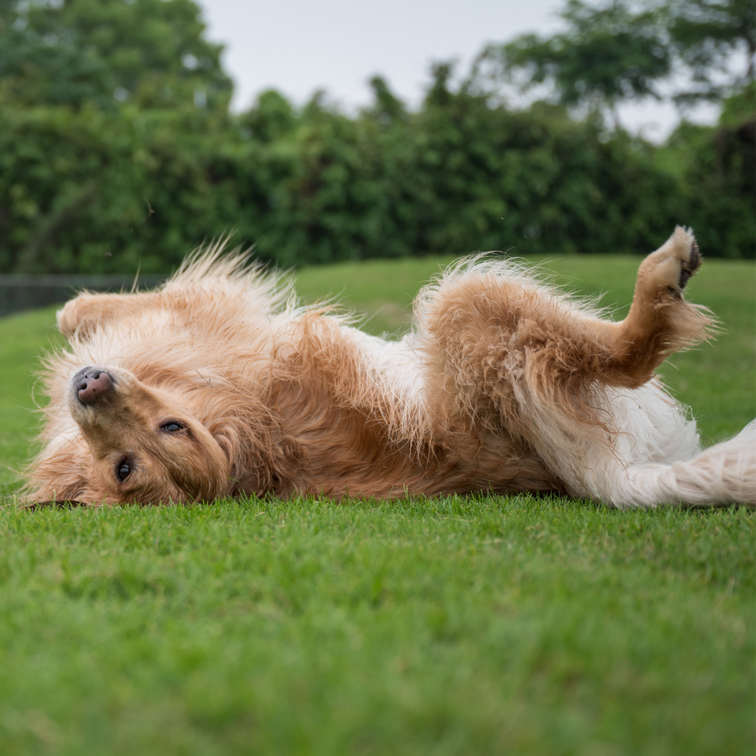 5 Signs Your Dog’s Gut Health Needs Support