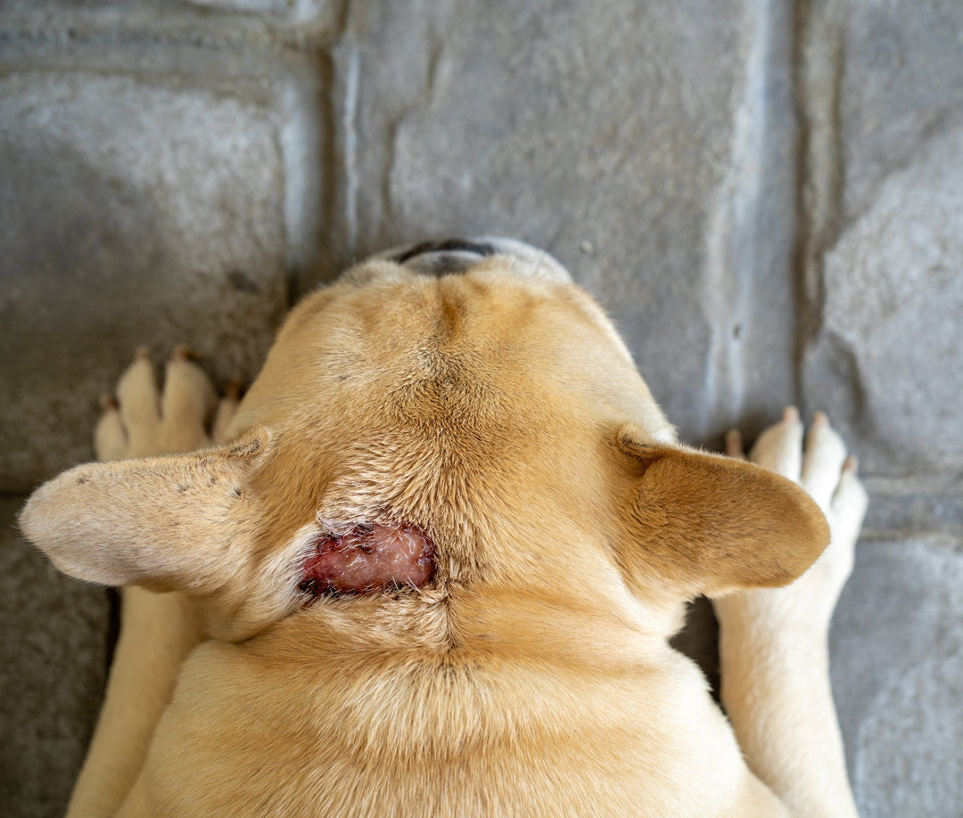 Hot Spots on Dogs: A Raw Diet Can Help