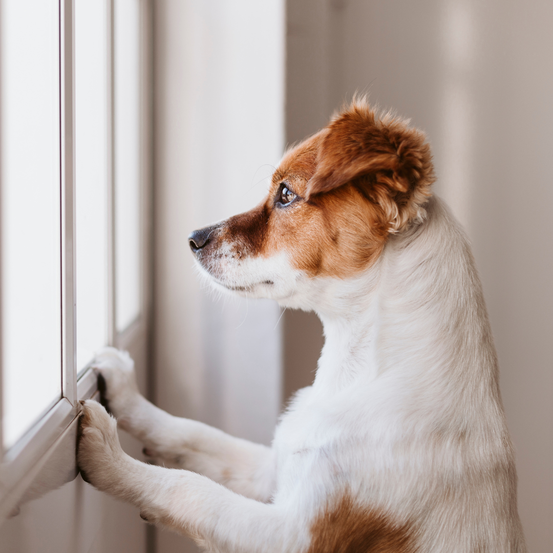 How Pet Food Can Affect Pet Behavior