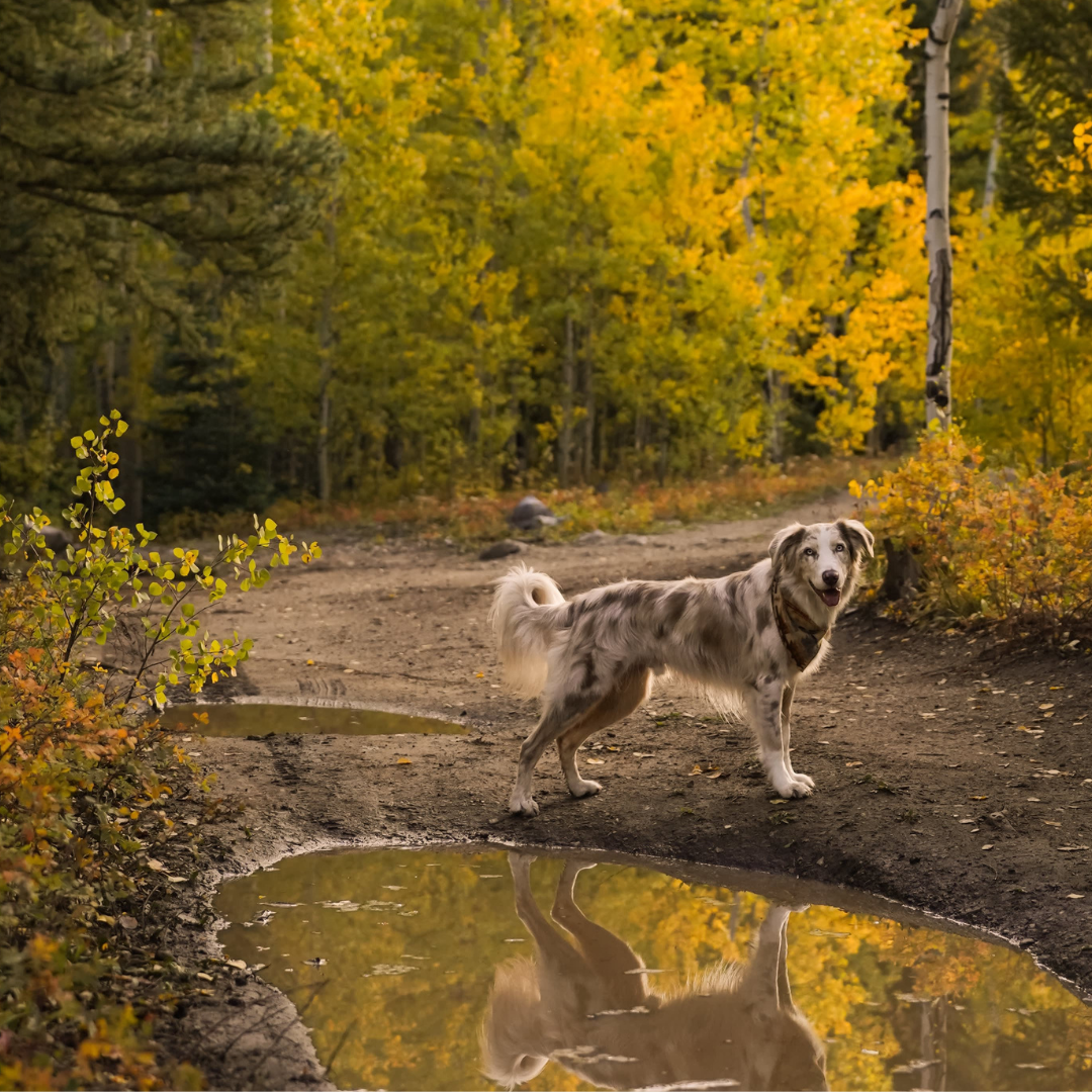 Dog Seasonal Allergies: What Causes Them and How to Help