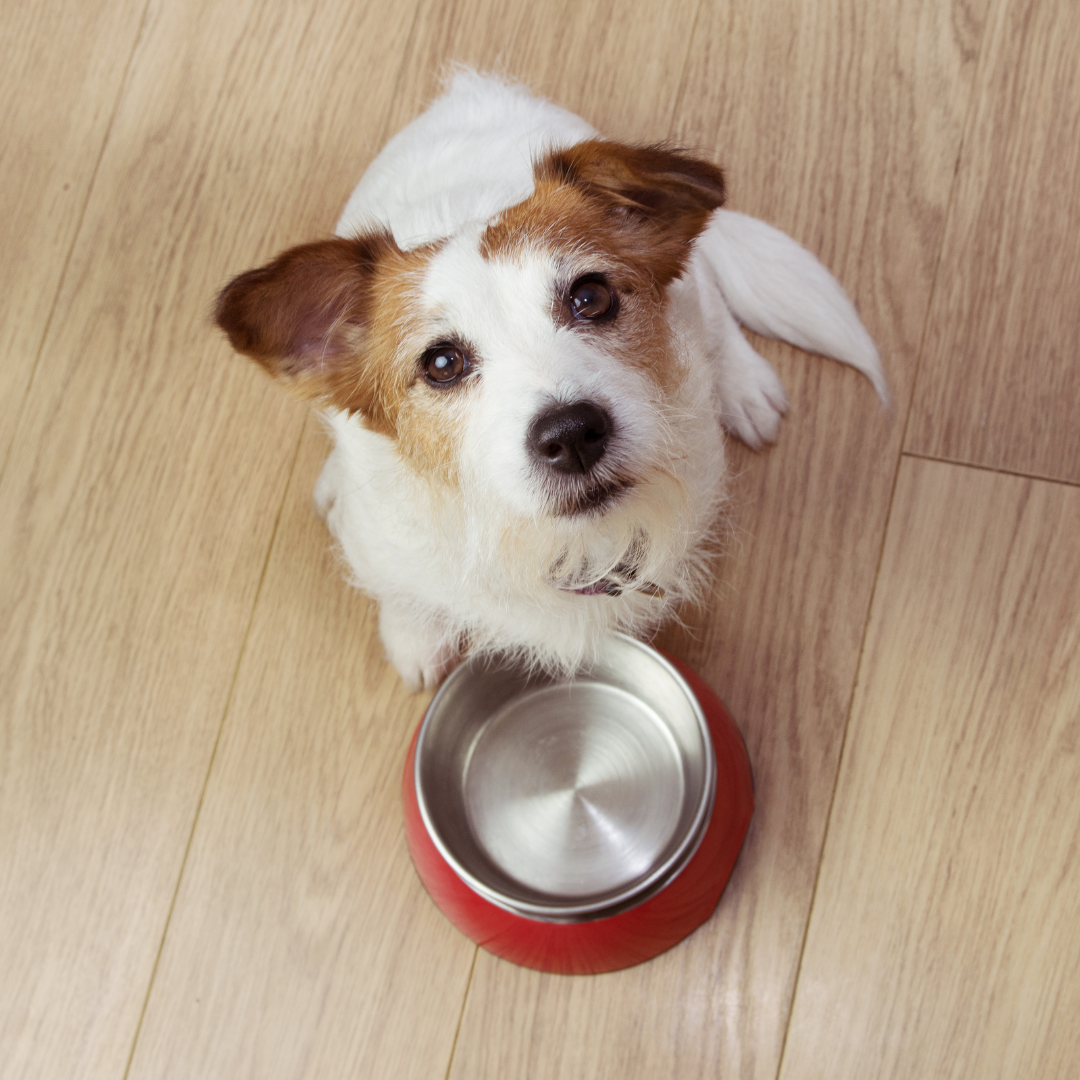 How Can I Determine I Am Buying the Best Food for My Pet?