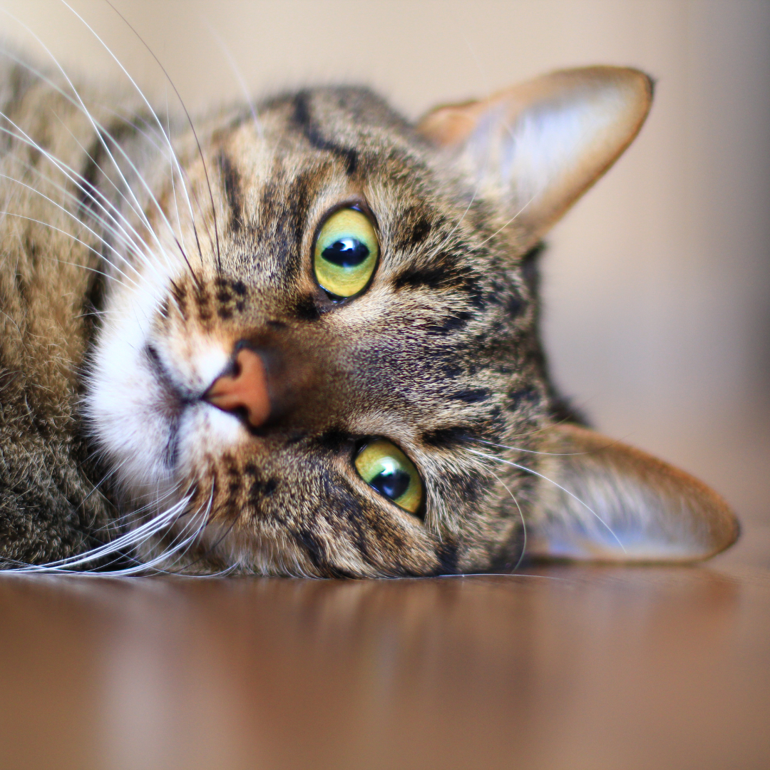 Fun Facts About Cats