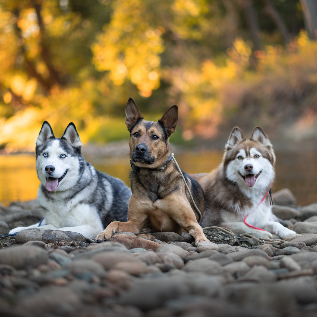 Fall Allergies in Dogs: What You Should Know