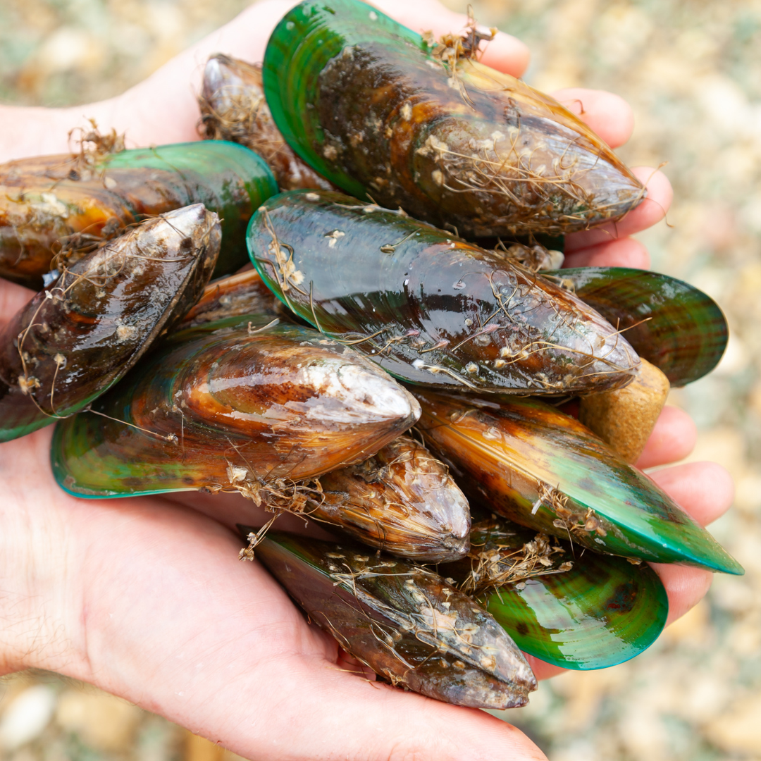 Green Lipped Mussel for Dogs