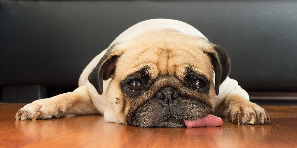 9 Signs You're Feeding Your Dog the Wrong Food