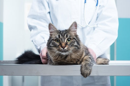 A Sustainable Solution For Arthritis in Cats and Dogs