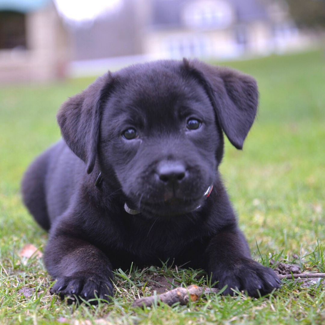 Puppy Food: Your Guide to Optimal Nutrition and Well-Being