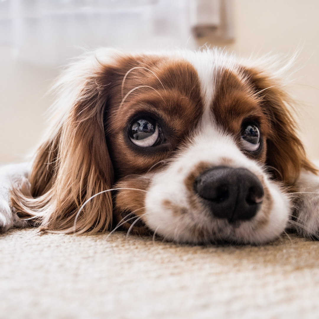 9 Signs You're Feeding Your Dog the Wrong Food