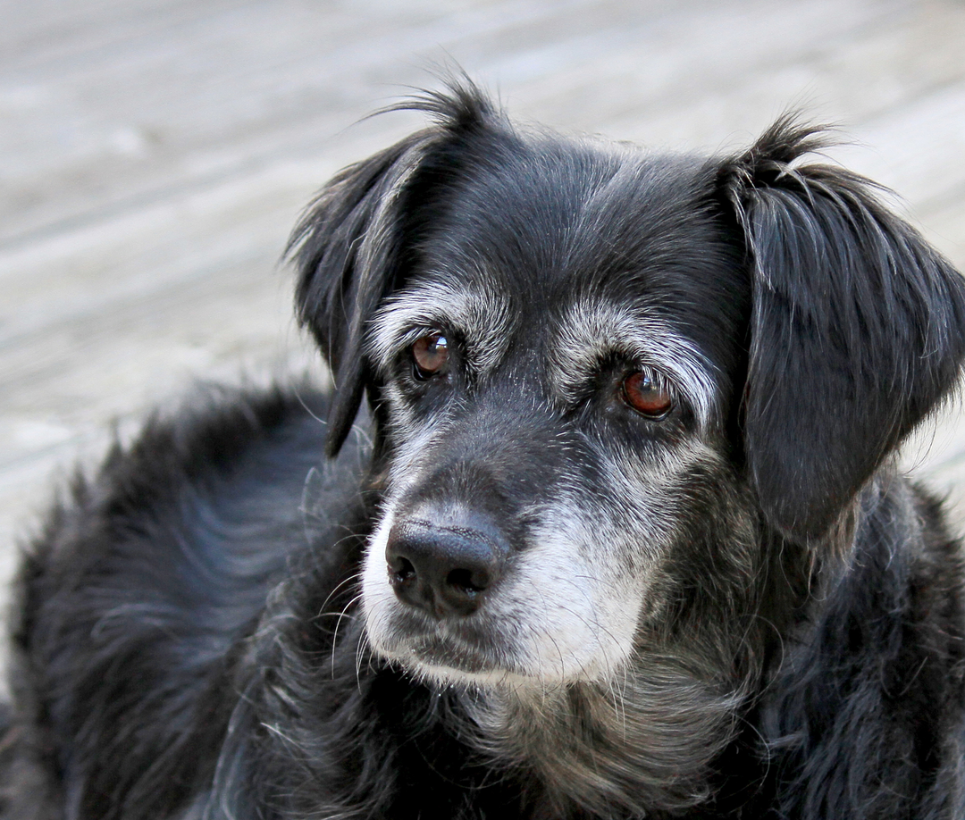 A Sustainable Solution For Arthritis in Cats and Dogs