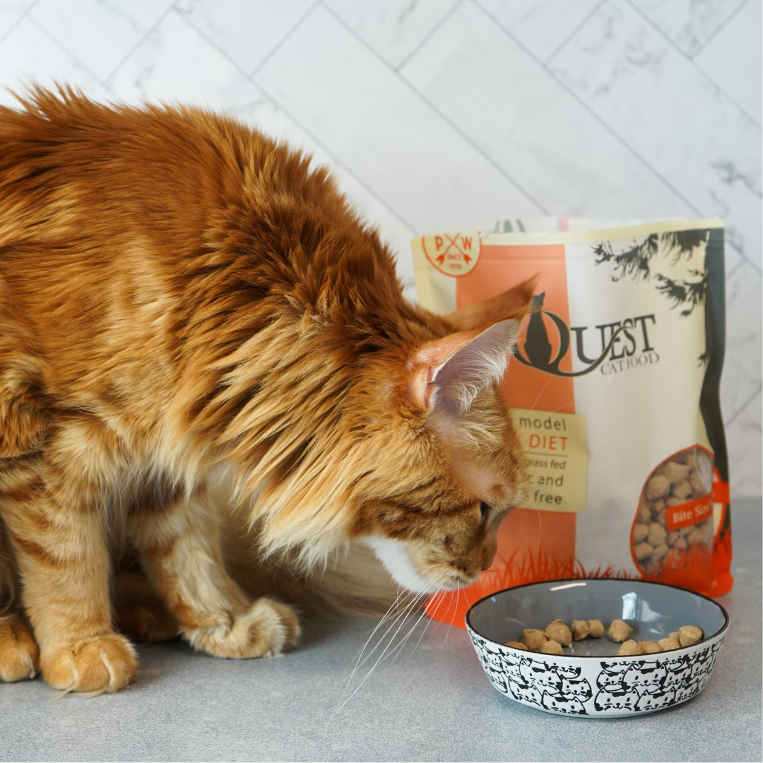 How to Pick the Best Cat Food