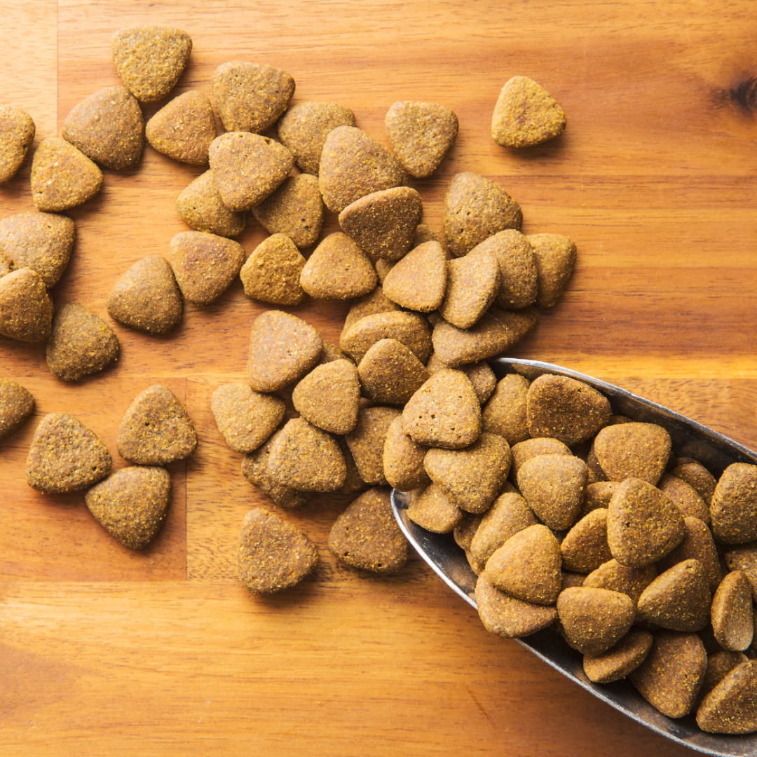 Why Dry Food Is Bad for Cats (and What to Feed Instead)