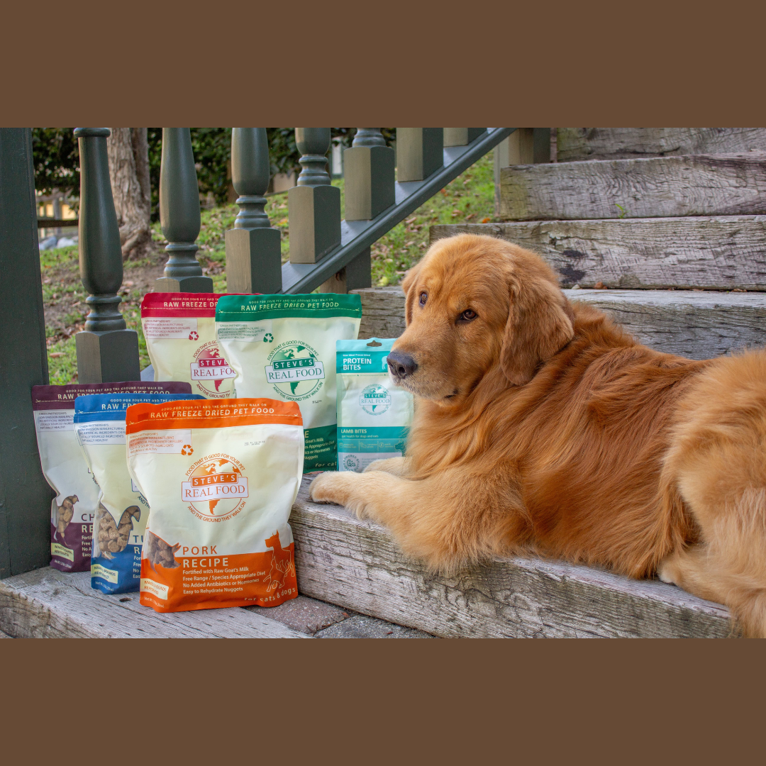 Why Changing Dog Food Is Good for Your Pet