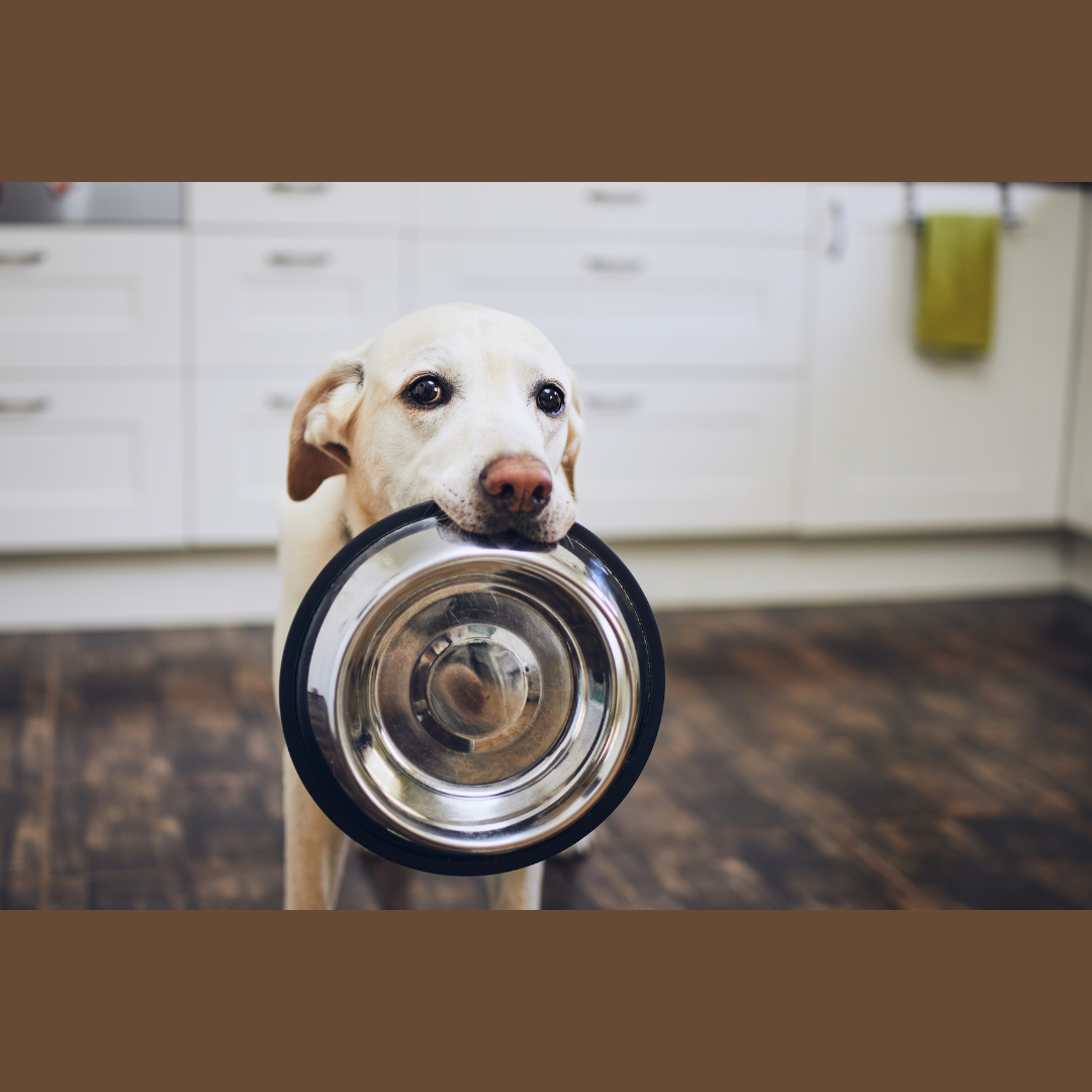 A Brief History of Pet Food: How We Got from Table Scraps to Kibble (and Back to Raw)