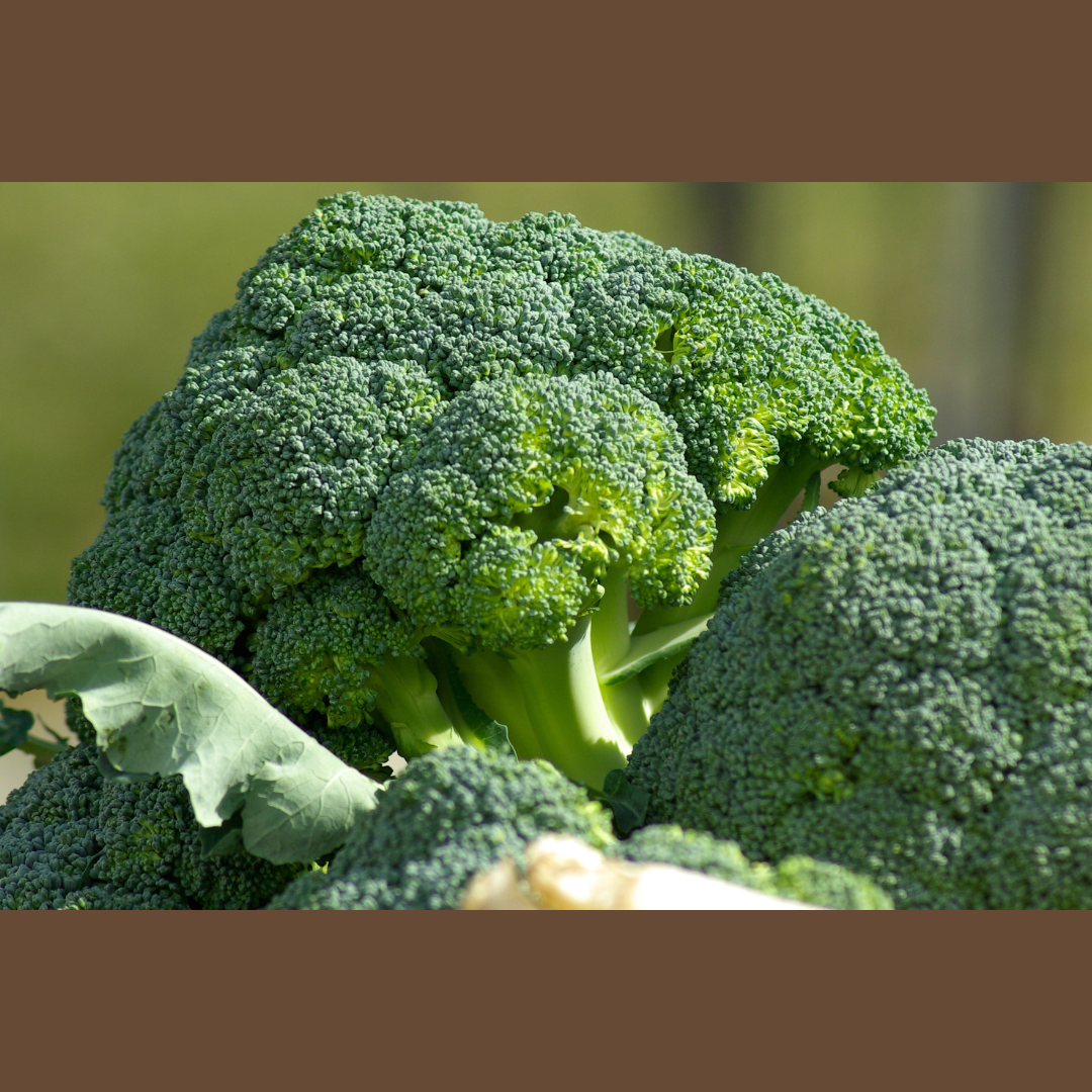 Can Dogs Eat Broccoli?