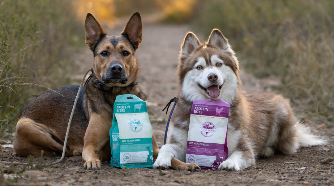 two dogs with protein bites treats