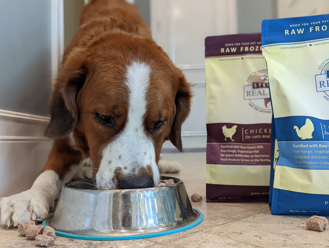 dog eating raw pet food out of bowl