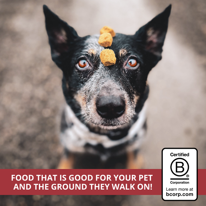 A close-up photo of a black and white dog looking directly at the camera with freeze dried raw dog food stacked on its forehead. A red banner at the bottom reads 'FOOD THAT IS GOOD FOR YOUR PET AND THE GROUND THEY WALK ON!' and a Certified B Corporation logo appears in the lower right corner.