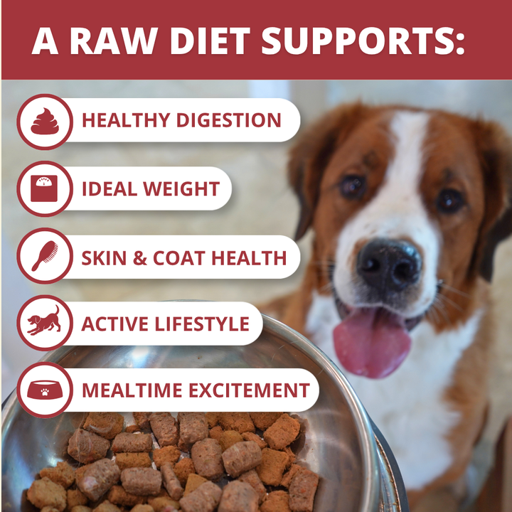 Promotional graphic for dog food benefits with a brown and white dog in the background, a metal bowl of raw dog food in the foreground, and text reading 'A RAW DIET SUPPORTS:' plus five benefit callouts: Healthy Digestion, Ideal Weight, Skin & Coat Health, Active Lifestyle, and Mealtime Excitement.
